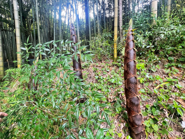 6bd6fcee318f2cd946d6e23b932264